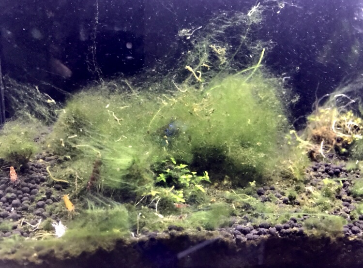 藻だらけの水槽１