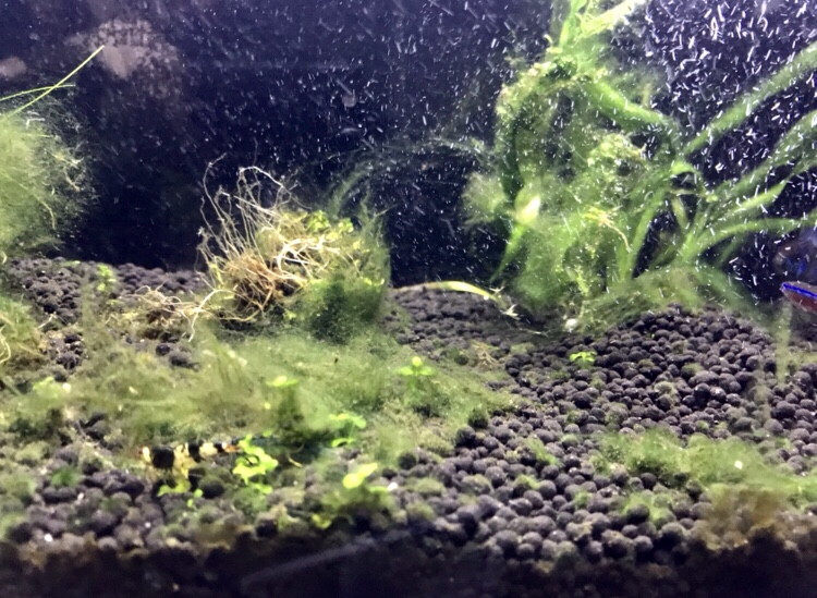 藻だらけの水槽２